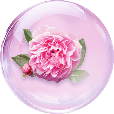 Damask Rose Flower Water